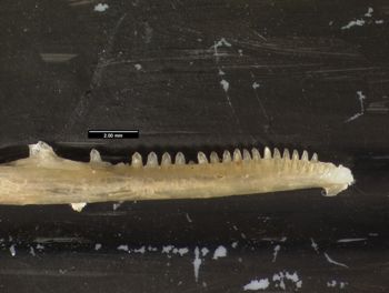 Media type: image;   Herpetology R-57488